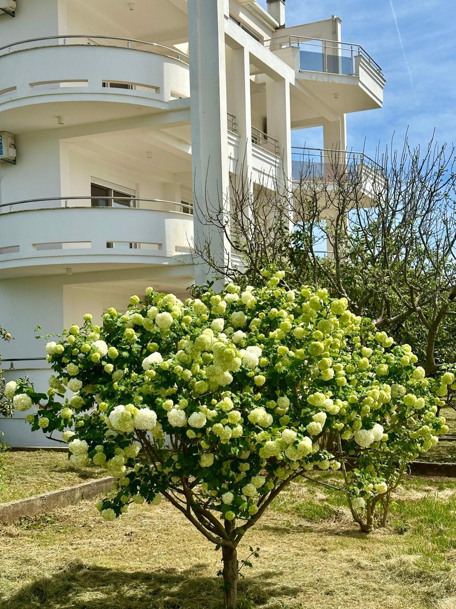 Le Domaine Green Paradise Ulcinj Extérieur photo