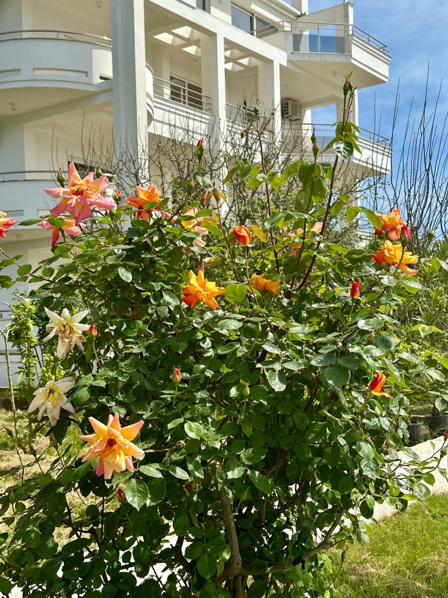 Le Domaine Green Paradise Ulcinj Extérieur photo